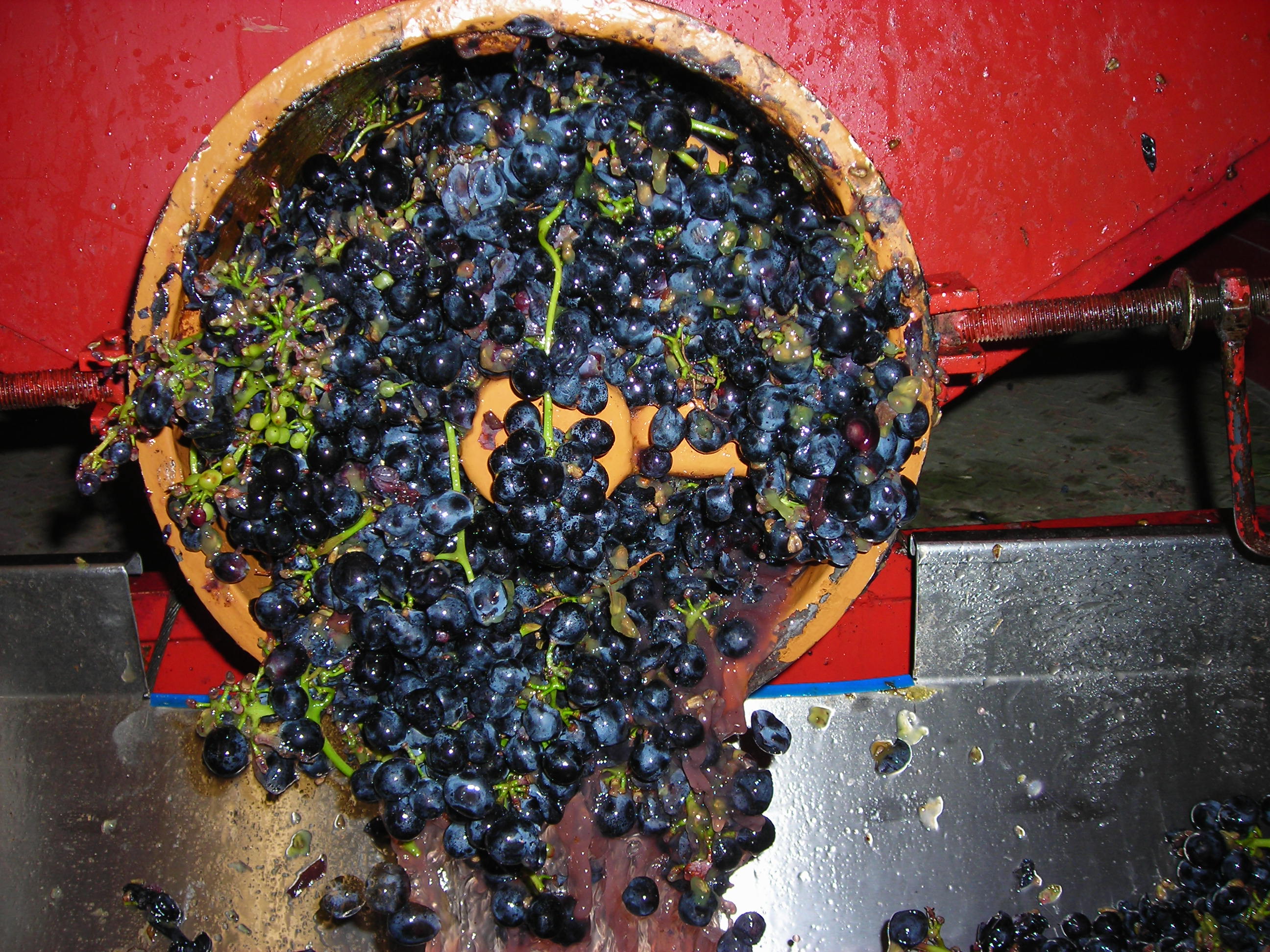 grapes-unload-to-the-grape-presser